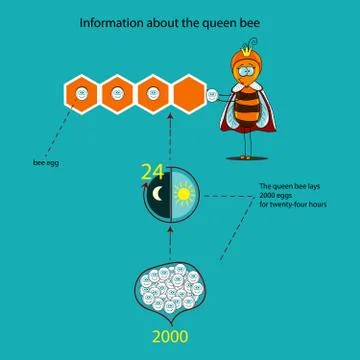 Information about the queen bee made in the form of infographics Stock Illustration