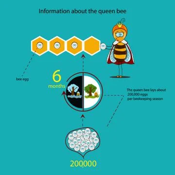 Information about the queen bee made in the form of infographics Stock Illustration