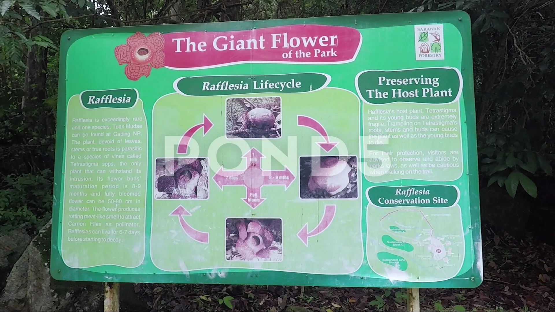 Information about Rafflesia flower, Gunu... | Stock Video | Pond5