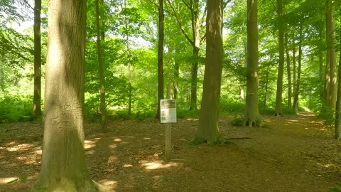 Information board in the forest in daylight. Stock Footage 244586226