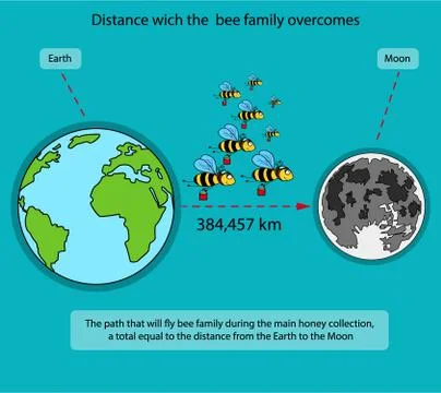The information poster containing information on what way make bees during th Illustrazione stock