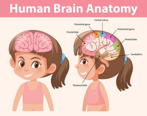 Information poster of human brain diagram Stock Illustration