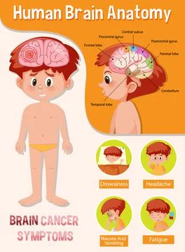 Information poster of human brain diagram Stock Illustration