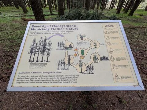 Informational sign explaining even-aged forest management Stock Photos