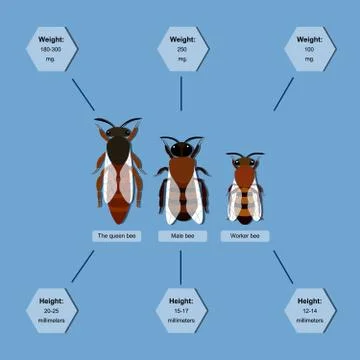 Informative poster on the composition of the bee colony Stock Illustration
