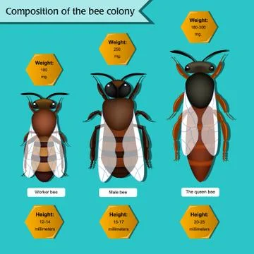 Informative poster on the composition of the bee colony Stock Illustration
