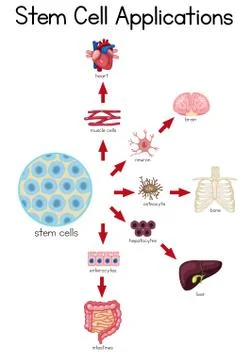 Informative poster of stem cell applications Stock Illustration