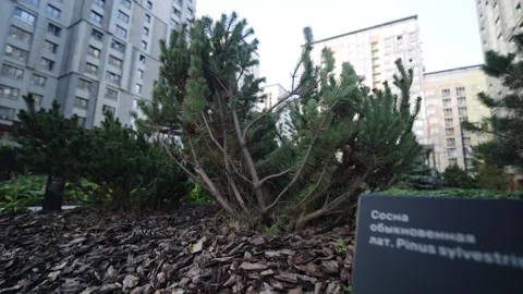 Informative sign rests beneath pine tree in flowerbed Stock Footage 330525810