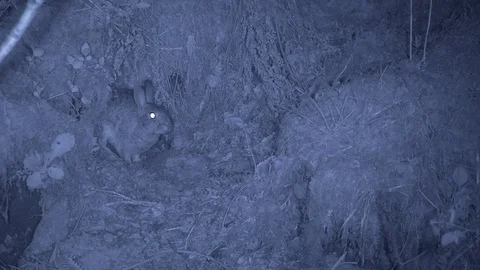 Infra red part 4 Rabbit Oryctolagus cuniculis feeding youngsters at nest burrow Stock-Footage 98899886