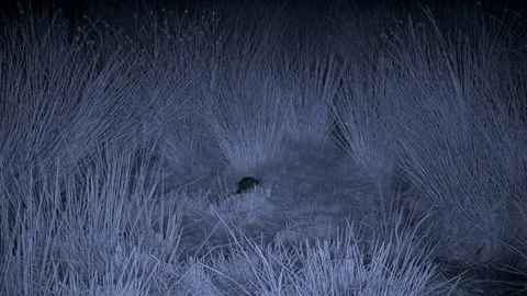 Infra red Red fox returns to lamb carcass then walks out of frame Stock Footage 85750107