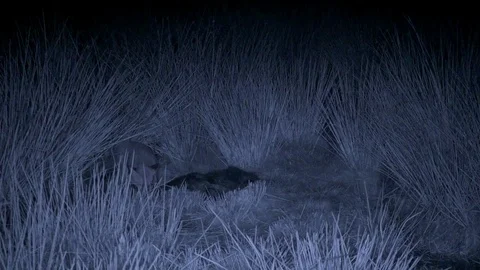 Infra red Red fox starting to eat goat carcass Stock-Footage 85746163