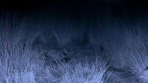 Infra red Red fox Vulpes vulpes walking through rushes Stock Footage 85708845
