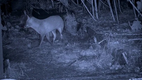 Infra red red fox Vulpes vulpes foraging in vegetable patch Video stock 87054324