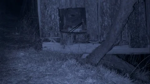 Infra red Red fox Vulpes vulpes checking out old chicken house Video stock 87054343