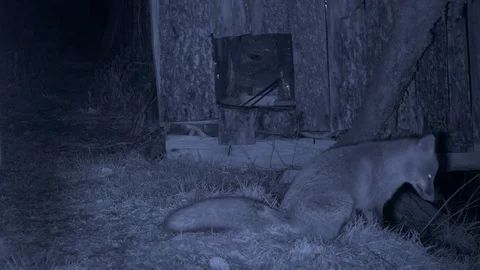 Infra red Red fox Vulpes vulpes sitting outside old chicken house Stock Footage 98902313