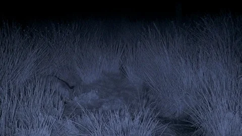 Infra red Red fox Vulpes vulpes foraging in rushes before walking away Video stock 98902396