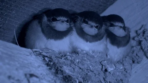 Infra red Swallow Hirundo rustica fully fledged nestlings wait for food Stock Footage 87050413