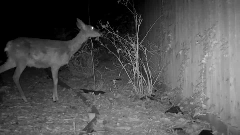 Infra red trailcam footage of roe deer at night Vidéo 157832453