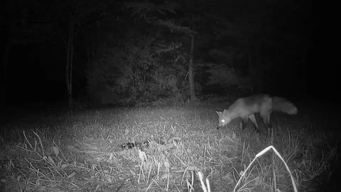 Infrared camera captures a red fox cautiously sniffing and tasting a carcass. Video stock 341355953