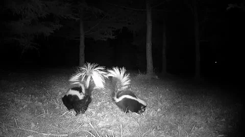 Infrared camera records two skunks foraging Stock Footage 346977342