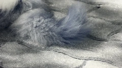 Infrared fauna: cat moving tail 1 Stock Footage