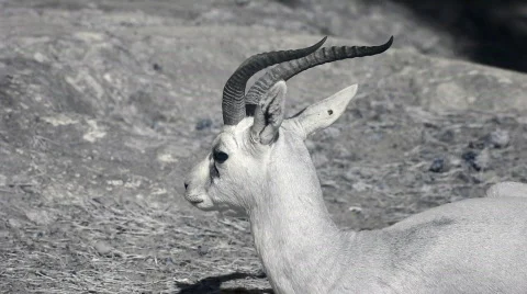 Infrared fauna: gazelle lying on a sand 1 Stock Footage
