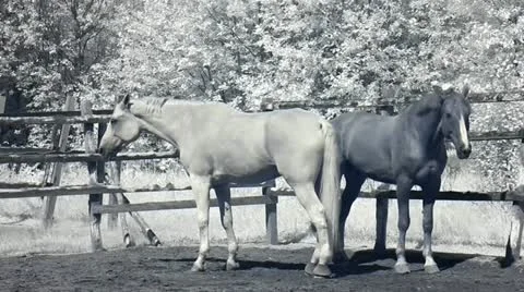Infrared fauna: horses in paddock 2 Stock Footage