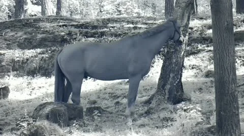 Infrared fauna: horses in paddock 5 Stock Footage