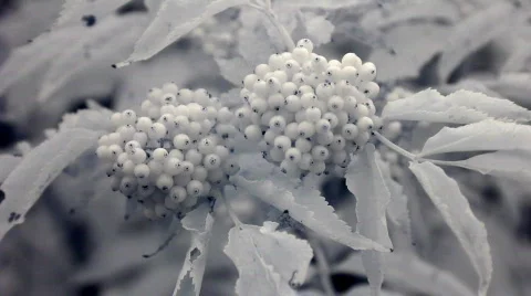 Infrared flora: bunch of red ripening viburnum berries 1 Stock Footage