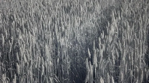 Infrared flora: ears of the wheat in a wind 11 Stock Footage