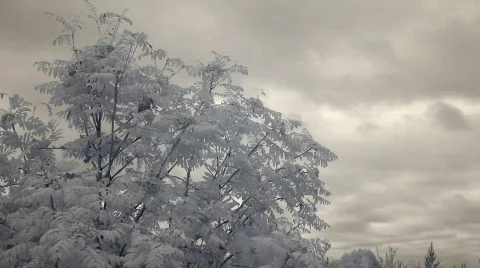 Infrared flora: rowan tree with ripening berries 3 Stock Footage