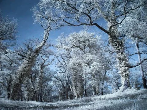 Infrared forest 스톡 사진