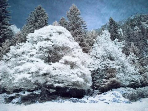 Infrared forest Foto stock