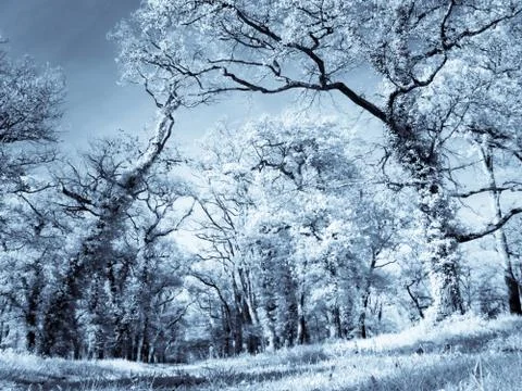 Infrared forest Foto stock