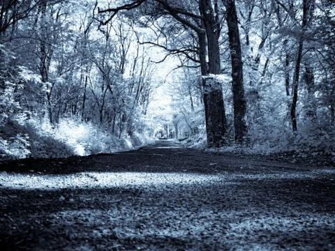 Infrared forest Foto stock