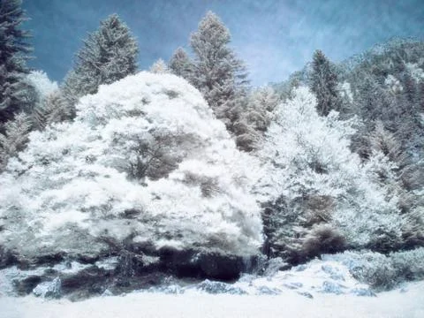 Infrared forest Foto stock