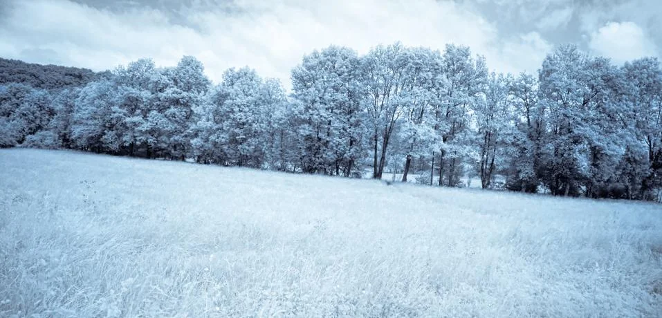 Infrared forest 스톡 사진