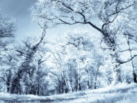 Infrared forest 스톡 사진