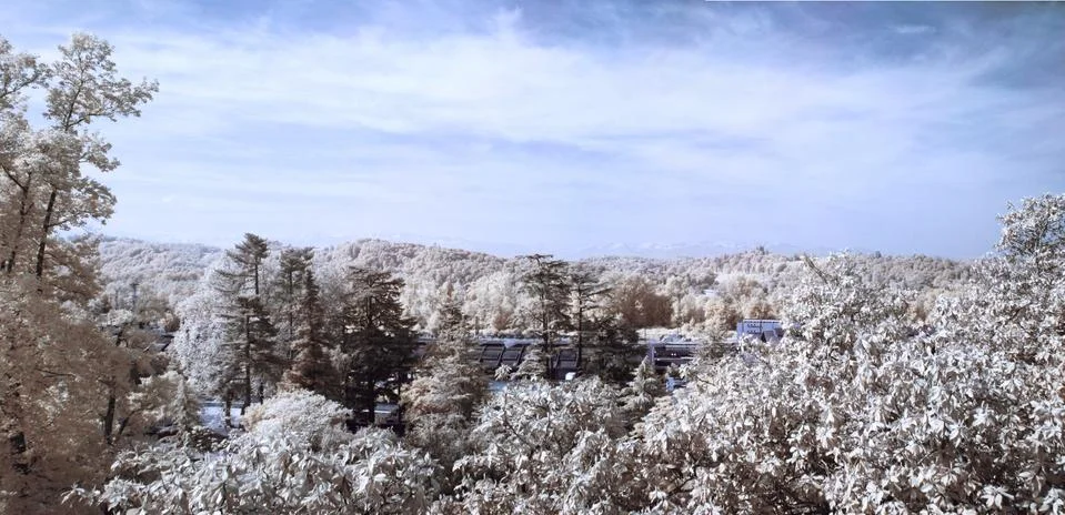 Infrared forest Foto stock