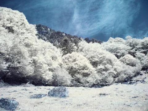 Infrared forest Foto stock