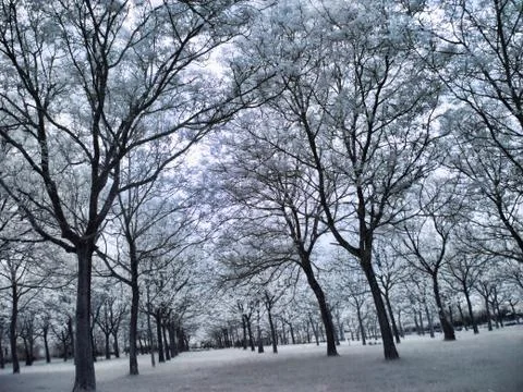 Infrared forest 스톡 사진