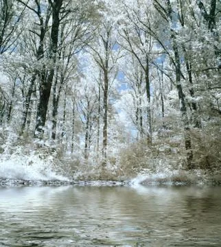 Infrared forest 스톡 사진