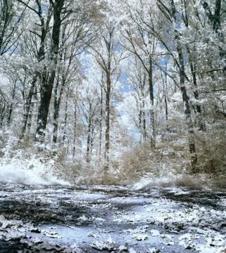 Infrared forest 스톡 사진