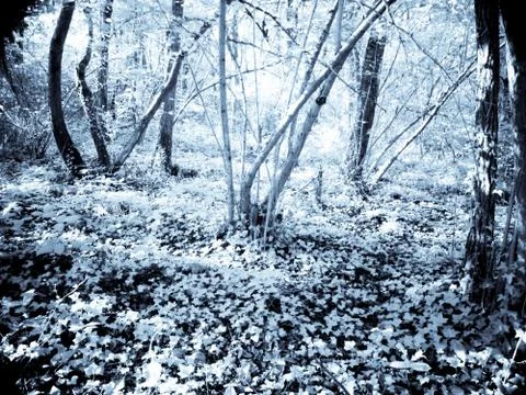 Infrared forest Stock-Fotos