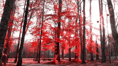 Infrared Forest Scene with Vibrant Red Foliage Stock Footage 346189907