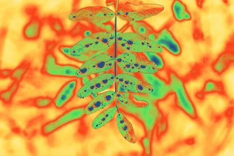 Infrared Gradient Map Leaf Abstract with Water Drop Pattern Stock Photos