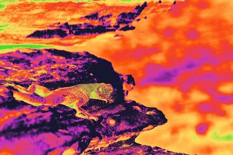 Infrared Gradient Map Lizard on Red Rock Canyon Stone in Vibrant Abstract Colors Fotos Stock