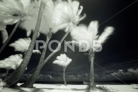 An Infrared Image Of Tall Palm Trees, Puerto Rico,