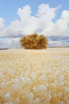 Infrared Landscape View Stock Photos