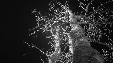 Infrared Low Angle Shot Of Bare Tree Branches Against Dark Sky 스톡 동영상 330920042